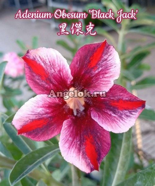 фото Адениум (Adenium obesum Black Jack) от магазина магазина орхидей Ангелок