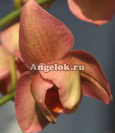 Фаленопсис (Phalaenopsis ) ph-69 пелорик