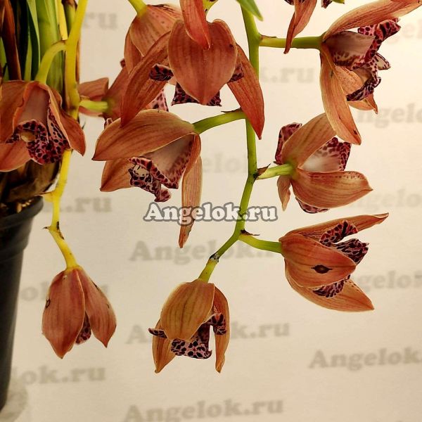фото Цимбидиум-пелорик (Cym. Peach pelor) Тайвань от магазина магазина орхидей Ангелок