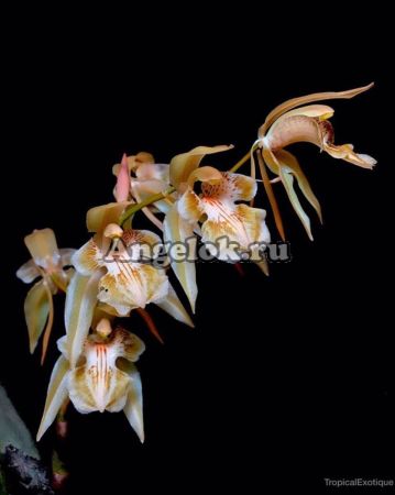 фото Целогина (Coelogyne brunnea) детка от магазина магазина орхидей Ангелок