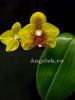 фото Фаленопсис (Phalaenopsis Ark's Kaiulani) Тайвань от магазина магазина орхидей Ангелок