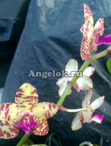 фото Седирея японская ((Sedirea japonica × Vandopsis parishii) × Rhy.gigiantea) Тайвань от магазина магазина орхидей Ангелок