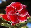 фото Адениум (Adenium obesum Christmas Santaclaus) от магазина магазина орхидей Ангелок