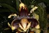 фото Стангопея (Stanhopea tigrina var. Nigroviolacea) детка от магазина магазина орхидей Ангелок