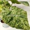 фото Филодендрон Гигантский (Philodendron giganteum variegata) от магазина магазина орхидей Ангелок