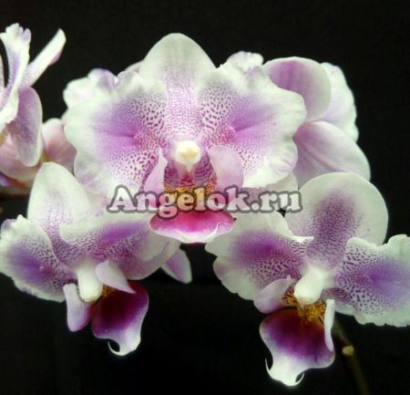 фото Фаленопсис бабочка (Phalaenopsis Amsterdam) пелорик от магазина магазина орхидей Ангелок