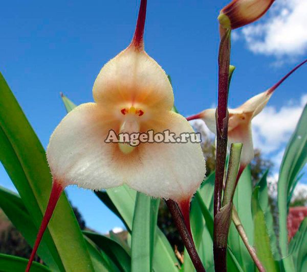фото Дракула (Dracula amaliae) от магазина магазина орхидей Ангелок