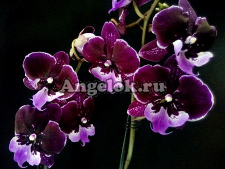 фото Фаленопсис Биг Лип Хот Кисс (Phalaenopsis Hot Kiss) от магазина магазина орхидей Ангелок