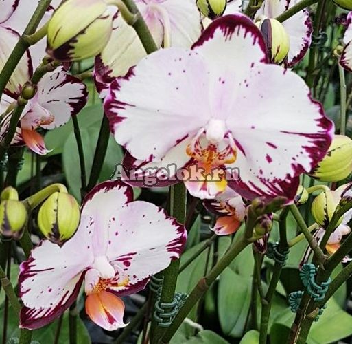 фото Фаленопсис Легенда ( Фаленопсис Phalaenopsis Ever Spring Prince) Тайвань от магазина магазина орхидей Ангелок