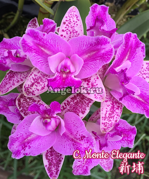 фото Каттлея (C. Monte Elegante) Тайвань от магазина магазина орхидей Ангелок