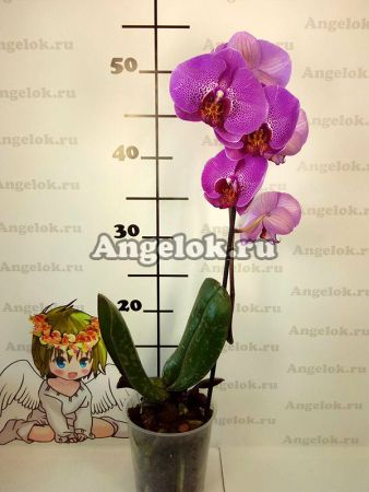 Фаленопсис (Phalaenopsis ) ph-118