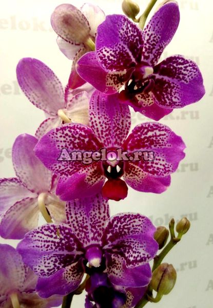 фото Фаленопсис Полет бабочки (Phalaenopsis Butterfly Flight) от магазина магазина орхидей Ангелок