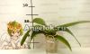 Фаленопсис Биг Лип (Phalaenopsis Charming Angelina) Тайвань