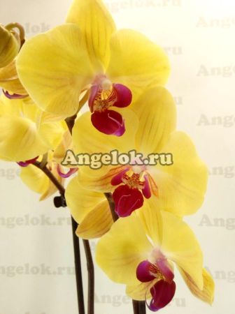 фото Фаленопсис (Phalaenopsis Golden Beauty) от магазина магазина орхидей Ангелок