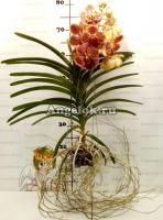 фото Ванда (Vanda Sunanda Retro Red) пятнистая от магазина магазина орхидей Ангелок