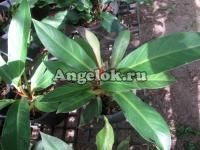 Филодендрон (Philodendron Mi Sap)