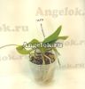 фото Фаленопсис (Phalaenopsis equestris x Renanthera. Storiei) от магазина магазина орхидей Ангелок