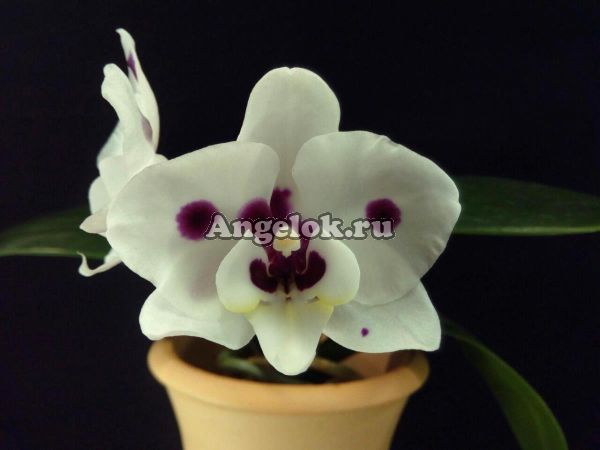 фото Фаленопсис (Phalaenopsis Brazil '64390') от магазина магазина орхидей Ангелок