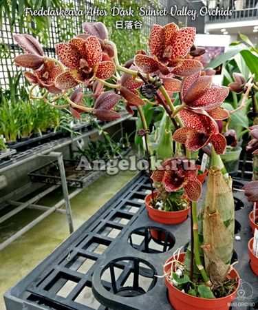 фото Fredclarkeara After Dark 'Sunset Valley Orchids' FCC/AOS от магазина магазина орхидей Ангелок