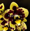 фото Фаленопсис Желтая коровка (Phalaenopsis Yellow Cow) от магазина магазина орхидей Ангелок