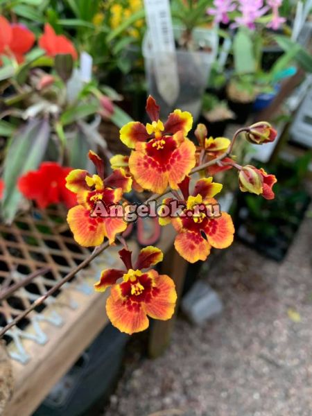 фото Толумния (Tolumnia Jairak Flyer Golden Fan) от магазина магазина орхидей Ангелок