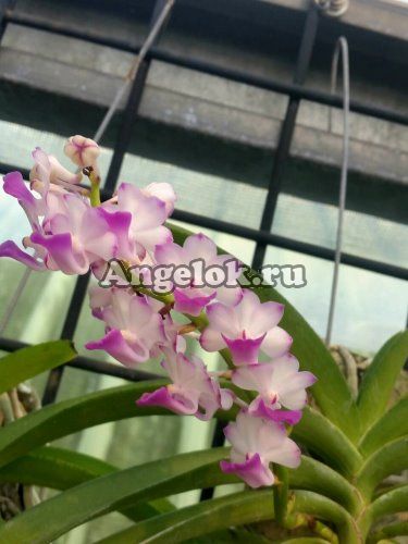 фото Ринхостилис (Rhy.coelestis'Pink') Тайвань от магазина магазина орхидей Ангелок