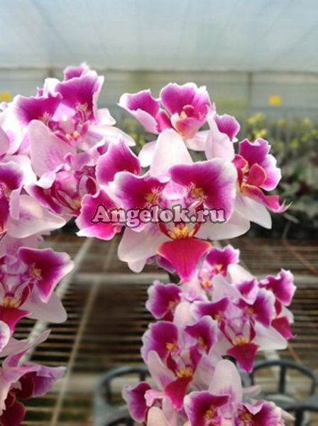 фото Фаленопсис (Dtps.Fuller's Miss) Тайвань от магазина магазина орхидей Ангелок
