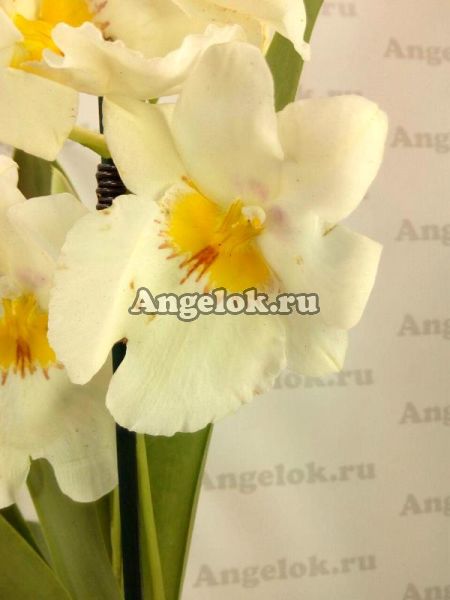 фото Мильтония (Miltonia White Summer) от магазина магазина орхидей Ангелок