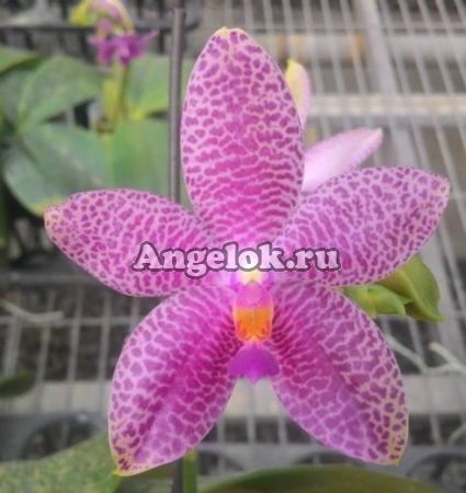 фото Фаленопсис Гигабелла (P.Gigabell × sib) Тайвань от магазина магазина орхидей Ангелок