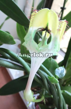 фото Церопегия Сандерсона (Ceropegia sandersonii) черенок от магазина магазина орхидей Ангелок