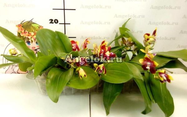 фото Фаленопсис (Phalaenopsis Tying Shin Fly Eagle’Yaphon’) Тайвань от магазина магазина орхидей Ангелок