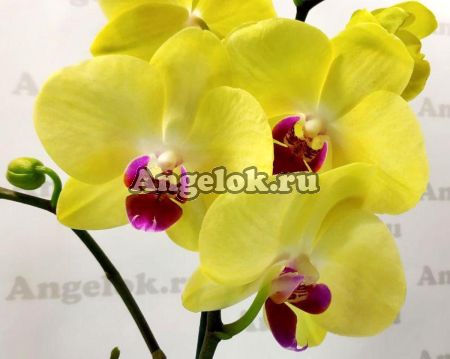 фото Фаленопсис (Phalaenopsis Goldion) от магазина магазина орхидей Ангелок