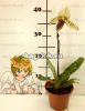 Пафиопедилум (Paphiopedilum callosum x sukhakulii)