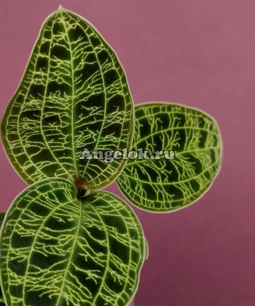 фото Макодес (Macodes petola) от магазина магазина орхидей Ангелок