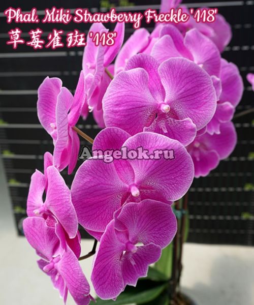 фото Фаленопсис Биг Лип (Phalaenopsis Miki Strawberry Freckle '118') Тайвань от магазина магазина орхидей Ангелок