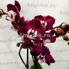 фото Фаленопсис Каода Нью (Phalaenopsis Kaoda new) от магазина магазина орхидей Ангелок