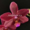 фото Фаленопсисы от магазина магазина орхидей Ангелок