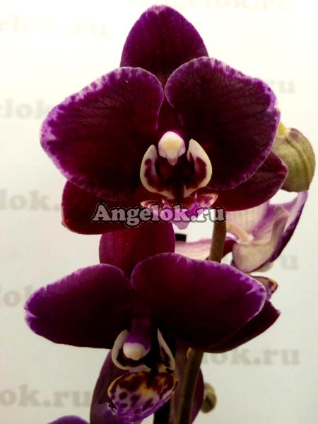 фото Фаленопсис (Phalaenopsis Black Jack) черный от магазина магазина орхидей Ангелок