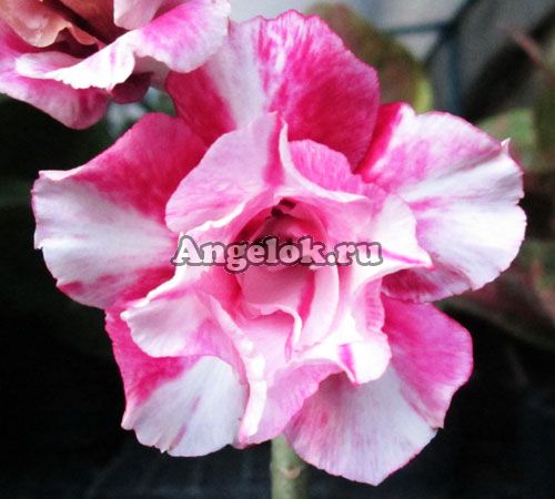 фото Адениум (Adenium obesum Pittunia) от магазина магазина орхидей Ангелок