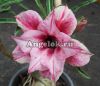 фото Адениум (Adenium obesum Violet smell) от магазина магазина орхидей Ангелок