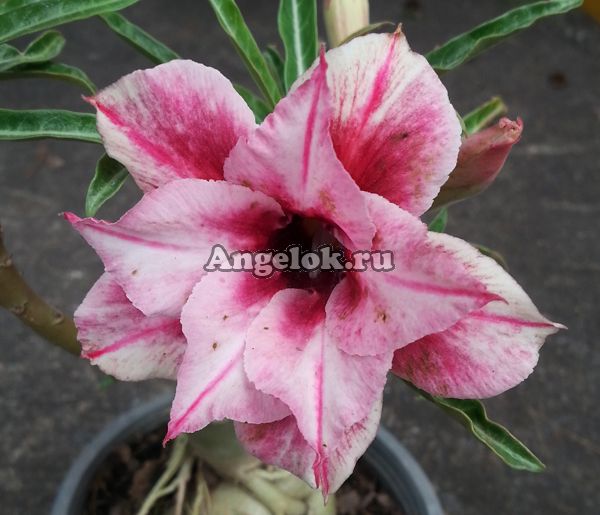 фото Адениум (Adenium obesum Violet smell) от магазина магазина орхидей Ангелок