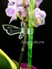 фото Опора пластиковая для орхидей Диамант зеленая от магазина магазина орхидей Ангелок