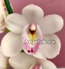 фото Цимбидиум (Cymbidium Earli Flor) от магазина магазина орхидей Ангелок