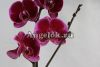 Фаленопсис (Phalaenopsis Purple Sky)