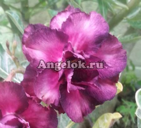 фото Адениум (Adenium obesum Triple violet) от магазина магазина орхидей Ангелок