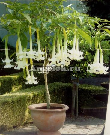 фото Бругмансия (Brugmansia) белая от магазина магазина орхидей Ангелок