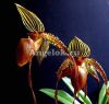 фото Пафиопедилум (Paph.Formosa Lady × sib) Тайвань от магазина магазина орхидей Ангелок