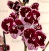 фото Фаленопсис Биг Лип (Phalaenopsis Bear) от магазина магазина орхидей Ангелок