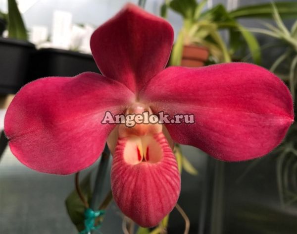 фото Фрагмипедиум (Phragmipedium Peruflora’s Cirila Alca) от магазина магазина орхидей Ангелок