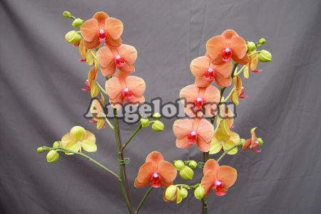 фото Фаленопсис (Dtps. Surf Song) Тайвань от магазина магазина орхидей Ангелок